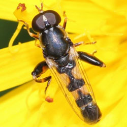 Syritta pipiens